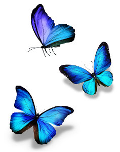 Butterfly